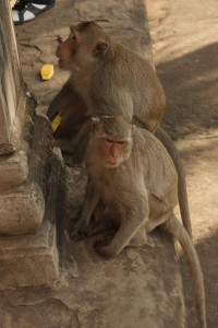 Little bastards have it good, shaking down tourists for fruit and other food.