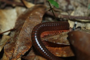 To get to the village we had to trek back through a mountain and a jungle, full of cute critters like that one